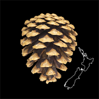 NZ Wilding Conifers