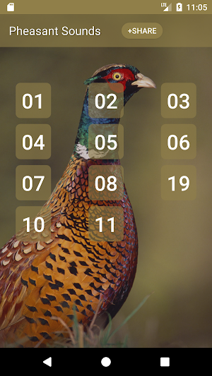 Pheasant bird sounds Screenshot 0