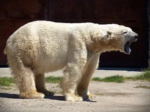 Polar bear wallpapers Screenshot 1