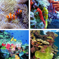Coral Reef HD Wallpapers