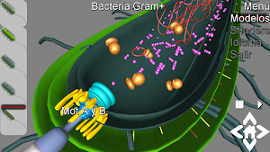 3D Gram Bacteria Explorer Screenshot 3