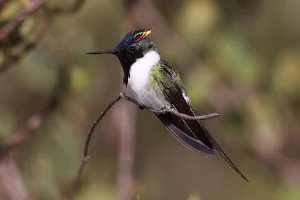horned sungem Bird Wallpapers Screenshot 1