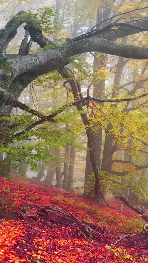 Forest Wallpaper Screenshot 2