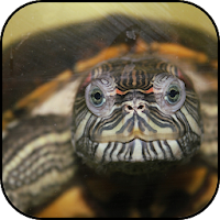 Turtle wallpapers