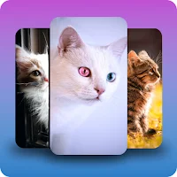 Kittens and cats wallpapers