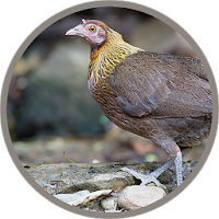 Red junglefowl Female Sound