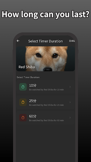 Shiba is Watching - Focus Screenshot 1