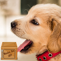 golden dog wallpaper
