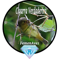 Canto Fêmea Cigarra de Verdade