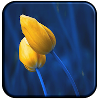 Tulip Wallpaper HD