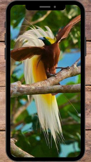 Burung Cendrawasih Wallpaper Screenshot 0