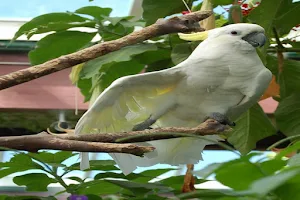 Parrot Bird Screenshot 0