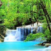🌲 Forest Nature Wallpaper HD 🌲