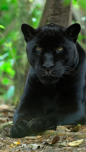 Black Panther Wallpapers 4K Screenshot 0