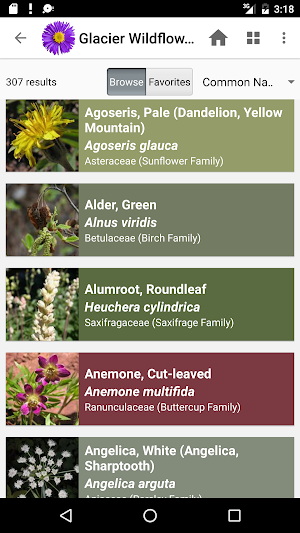 Glacier Wildflowers Screenshot 2