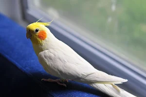 Anthem U.S Cockatiel Screenshot 2