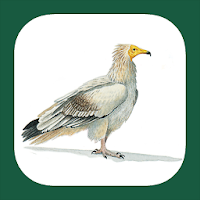 Birds of North Africa