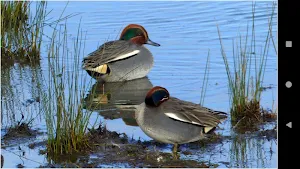 Colorful Duck Backgrounds Screenshot 3