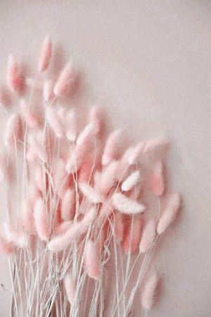 pink image _  pink wallpaper Screenshot 0