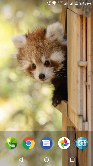 Red Panda Wallpaper Screenshot 0