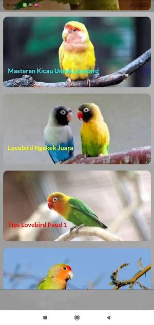 Masteran Lovebird Paud Konslet Screenshot 2