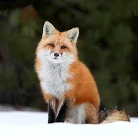 Cute Fox Wallpapers HD