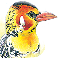 eGuide to Birds of East Africa