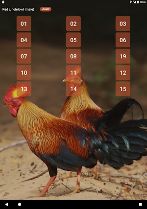 Red junglefowl Screenshot 3