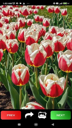 Spring Wallpapers Screenshot 0