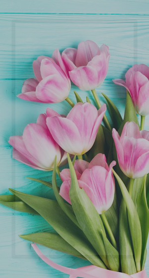 Tulip Wallpaper HD Screenshot 2
