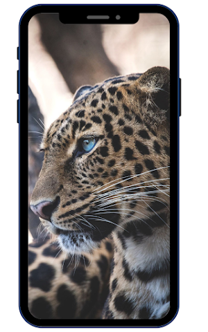 Leopard Wallpapers Screenshot 0