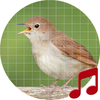 Nightingale bird sounds ~ Sboard.pro