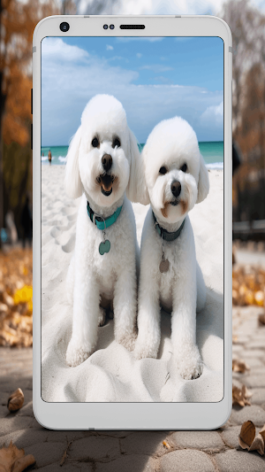 Bichon Frise Wallpapers Screenshot 1