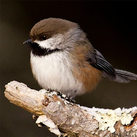Chickadee Sounds