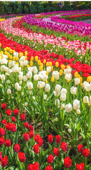 Garden Wallpapers Full HD 4K Screenshot 2