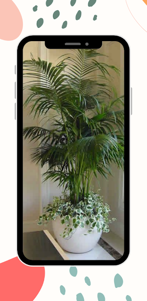 Indoor decorative plants Screenshot 2