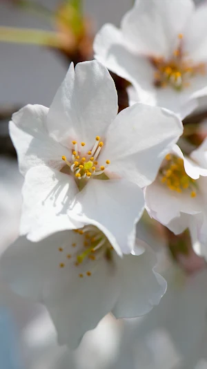 beautiful white flower lwp Screenshot 0