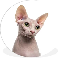 Sphynx Cat Wallpaper
