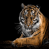 Pictures of ferocious animals صور الحيوانات الشرسه