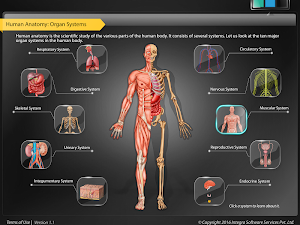 HumanAnatomy-MuscularSystem Screenshot 0
