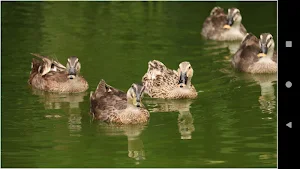 Colorful Duck Backgrounds Screenshot 2