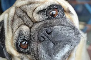 Pug wallpapers Screenshot 1