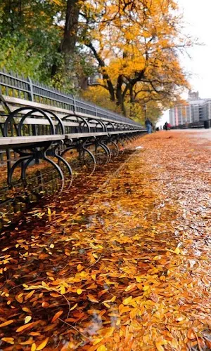 Weather wallpapers HD Theme Screenshot 1