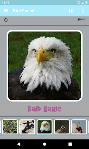 Bird Sound Screenshot 0