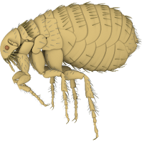 3D Flea Explorer