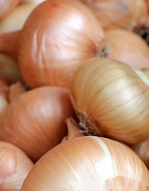 Onion Food Screenshot 0