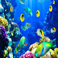 Underwater Life Wallpapers 4K