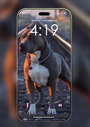Pitbull Wallpaper HD Screenshot 2