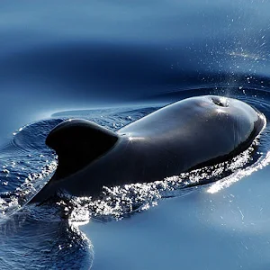Whale Sounds Screenshot 0