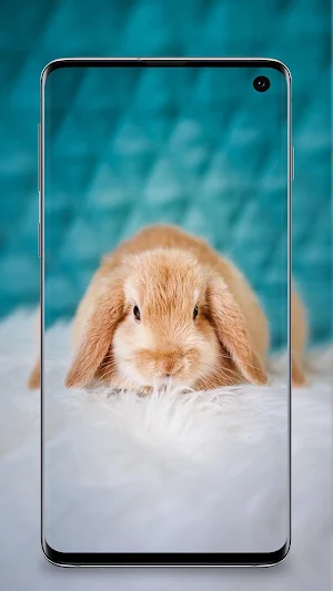 Rabbit wallpaper 4k - Bunny Wallpapers Screenshot 1